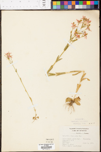 Sabatia brachiata image