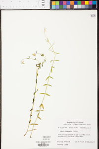 Sabatia campanulata image