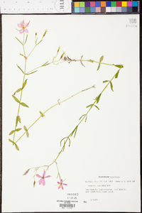 Sabatia campanulata image