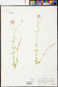 Sabatia campanulata image