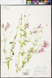 Sabatia campanulata image