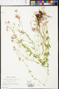 Sabatia campanulata image