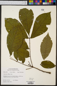 Carya ovalis image