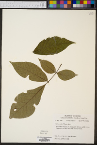 Carya ovalis image