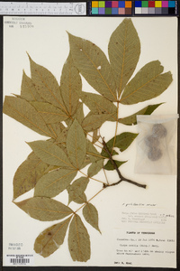 Carya ovalis image