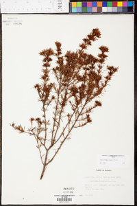 Hypericum fasciculatum image