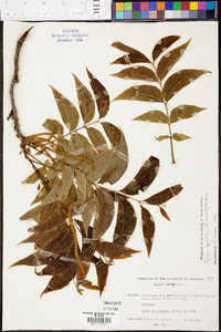 Carya illinoinensis image