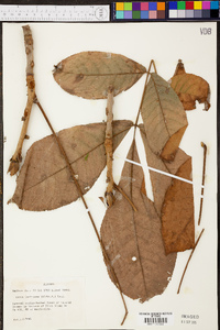 Carya laciniosa image