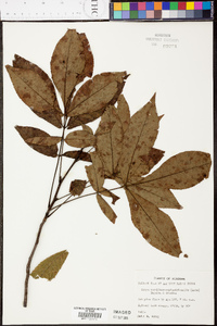 Carya carolinae-septentrionalis image