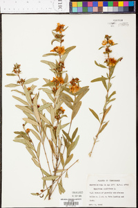 Hypericum prolificum image