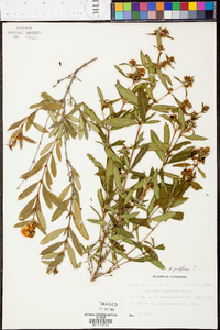 Hypericum frondosum image