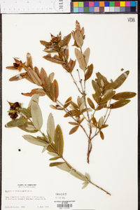 Hypericum frondosum image