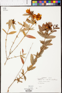 Hypericum frondosum image