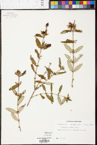 Hypericum frondosum image