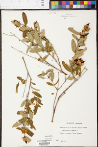 Hypericum frondosum image