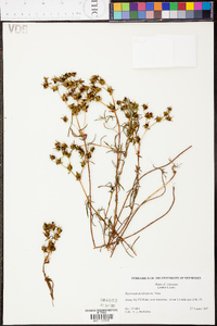 Hypericum dolabriforme image