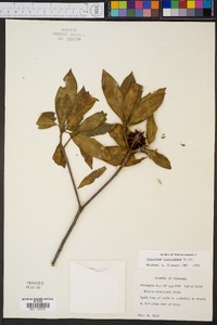 Illicium floridanum image