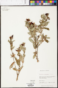 Hypericum frondosum image