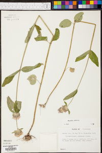 Pycnanthemum montanum image