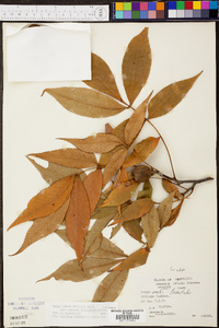 Carya ovalis image