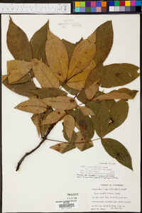 Carya ovalis image