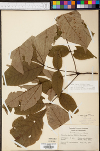 Carya ovalis image