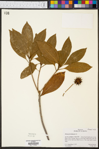 Illicium floridanum image