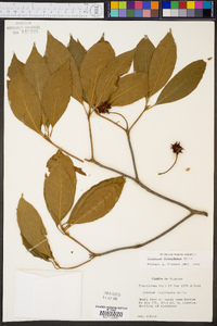 Illicium floridanum image