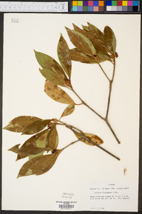 Illicium floridanum image