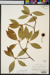 Illicium floridanum image