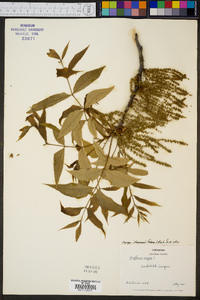 Carya illinoinensis image