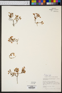 Hypericum suffruticosum image