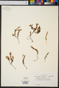 Hypericum suffruticosum image