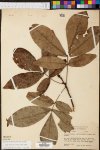 Carya carolinae-septentrionalis image