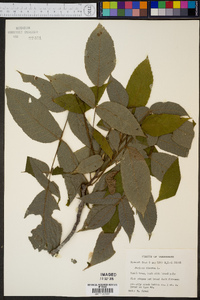 Juglans cinerea image