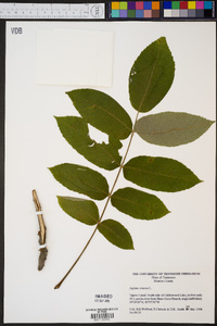 Juglans cinerea image