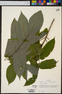 Juglans cinerea image