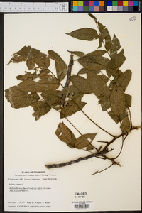 Juglans cinerea image