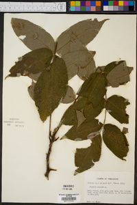 Juglans cinerea image