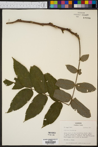 Juglans cinerea image