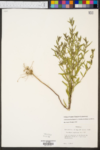 Trichostema coeruleum image