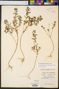 Trichostema coeruleum image