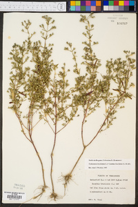 Trichostema coeruleum image