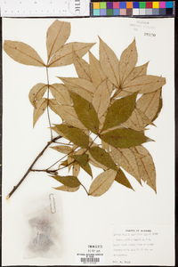 Carya pallida image