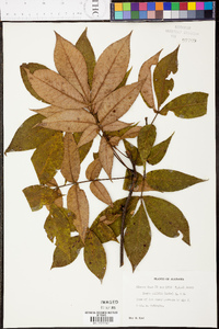 Carya pallida image