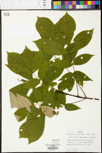 Carya pallida image