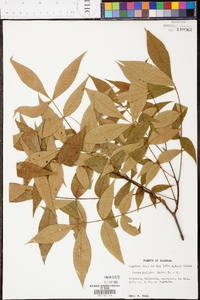 Carya pallida image