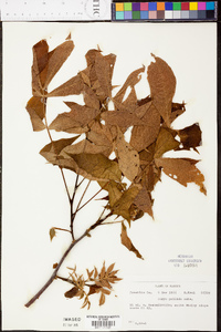 Carya pallida image