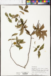 Carya pallida image