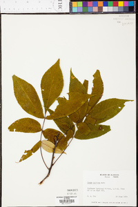 Carya pallida image